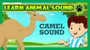 The camelids, as a family, include the new world camelids: Animal Sounds For Children Camel Sound Goat Sound Pig Sound Kids Hut Youtube