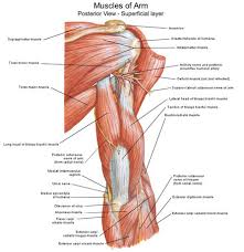 We name many muscles as a result of their location. Name Muscles In Arm Anterior Upper Muscle Arm Kknapp 2015 By Ktxner Plays Quiz Not Verified By Sporcle Seiler Family