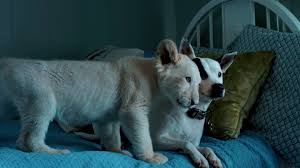 Little does she know the lion escaped from criminals intended to take the cub to an evil trophy hunter named ben percy. Lena And Snowball 2021