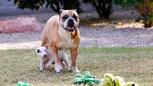 Typing 'ਤੁਸੀ ਕਿਵੇਂ ਹੋ?' will translate it into 'how are you?'. Apa Itu Brely Dog Breeds Mengapa Kita Memanggil Mereka Pembuli Keturunan Anjing Nasihat Haiwan Peliharaan Penjagaan Dan Kesihatan
