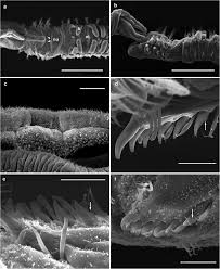 Image result for Nesaea polycephala