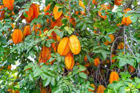 Sugar apple is a small tropical tree, indigenous to the amazon rainforest, growing up to 20' tall. Tropical Fruit Trees Tropical Fruit Tree Nursery Tropical Fruit Trees For Sale Chandler Gilbert And Queen Creek