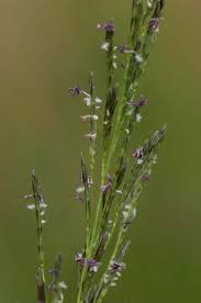 Image result for Eragrostis plana