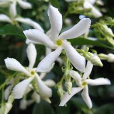 Image result for Trachelospermum jasminoides