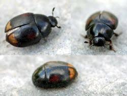 Insecte D Appartement Une Sorte De Mille Pattes Noir Et Minuscule