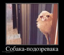 15 dogs chihuahua funny dogs