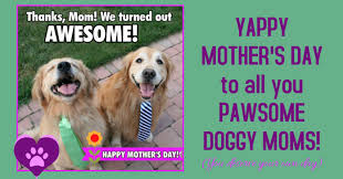 Share the best gifs now >>> Happy Mother S Day To Dog Moms Template Postermywall