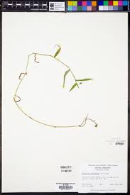 Image result for Aneilema dregeanum