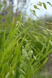 Image result for Chassalia parvifolia