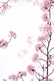 Gambar pemandangan alam hakikatnya alam semesta ini hanya miliknya allah swtdan sebagai makhluk kita wajib bersyukur. Flickr Bunga Sakura Kebun Pemandangan Abstrak