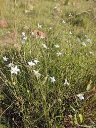 Image result for Wahlenbergia undulata
