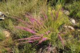 Image result for Polygala marensis