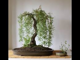 Ash fuchsia, including fuchsia fulgens hybrids fuchsia : Dwarf Weeping Willow Bonsai Youtube Bonsai Bomen Bonsai Planten Willow Tree