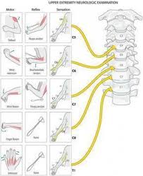Inervation Of The Brachial Plexus Psoasrelease Spine Health Medical Anatomy Plexus Products
