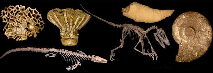 What do we mean by extinction? - Sam Noble Museum