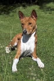 Basenji Kucuk Yapisina Ragmen Kasli Guclu Ve Duzgun Bir Irktir Bas Ve Alin Cevresindeki Deri Kirisiktir Kafatasi Duzgundur Basenji Dogs Dogs Dog Wallpaper