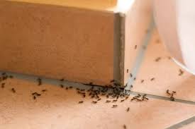 La fourmilière est l'habitat des fourmis. Invasion De Fourmis Que Faire