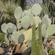 Green (default), dark green female flower. Giant Silver Dollar Cactus Seeds Opuntia Robusta 25seeds Etsy Cactus Seeds Cacti And Succulents Seeds