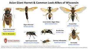 1200 x 800 jpeg 67 кб. 6 Things To Know About The Asian Giant Hornet Insect Diagnostic Lab