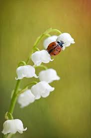 Epingle Sur Muguet Coccinelle