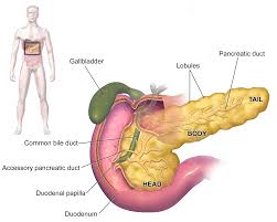 Image result for pancreas location