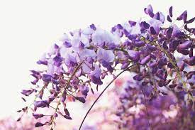 Apr 15, 2021 · glicine cinese (wisteria sinensis): Glicine Magia A Grappoli Dipinto Succi