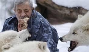 Anya geraldine, bunga jelitha, damara finch and others. Kisah Werner Freund Pria Yang Gabung Kawanan Serigala Selama 40 Tahun Kumparan Com