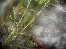 Image result for Sporobolus tenuissimus