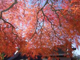 紅葉の河口湖散策 もみじ回廊 一竹美術館 木の花美術館 オルゴールの森 富士五湖 山梨県 の旅行記 ブログ By まーやんさん フォートラベル