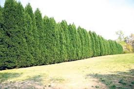 Schnellwachsende Hecke Immergruen Leyland Zypresse Hinterhof Baume Hinterhof Privatsphare Garten Landschaftsbau