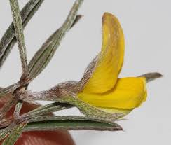 Image result for Argyrolobium rupestre