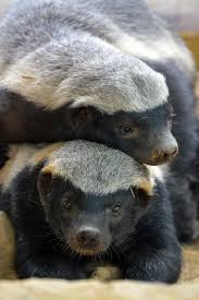 Honey Badgers Animals Dangerous Animals Cute Animals
