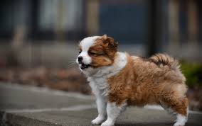 Vip puppies works with ohio dog breeders to match you with the perfect puppy. Droll Puppies For Sale Okc Craigslist L2sanpiero