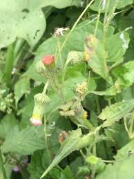 Image result for Crassocephalum radiatum