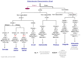 gram negative identification flow chart they are all gram