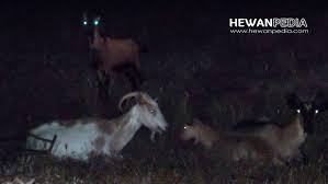 Rahsia mimpi ini adalah tafsiran dan ramalan sahaja. 45 Arti Mimpi Kambing Menurut Ramalan Primbon Jawa Hewanpedia