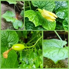 Image result for Peponium vogelii