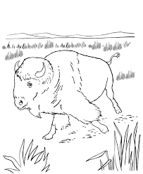 All information about free buffalo coloring pages. Pin By Carmie Parish On Native American Crafts Animal Coloring Pages North American Animals Coloring Pages