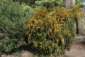 Image result for Heteromorpha stenophylla