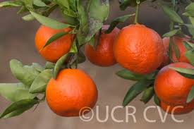 Image result for Citrus reticulata