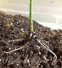 How To Root Roses From Cuttings Rose Cuttings Growing Roses Rooting Roses