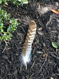 Bird With No Tail Feathers Peregrine Falcon Tail Feather In Front Planter No Wonder All The Birds Have Made Themselves S Race Arrow Tattoos Falcon Feather Arrow Feather