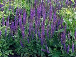 Snipping Shaping And Shearing Perennials For All Summer Blooms Perennials Flowers Perennials Salvia