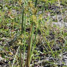 Image result for Cyperus latifolius