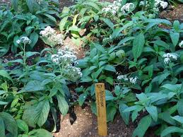 Image result for Heliotropium harareense