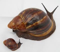 Molluscs