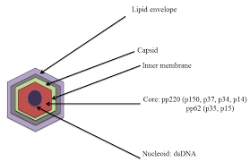 African swine fever is an important viral disease of pigs that has become a serious threat to worldwide pork production since 2007. The Molecular Structure Of African Swine Fever Virus Asfv The Asfv Download Scientific Diagram