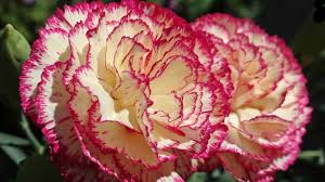 I nomi dei fiori per i bambini sono belli e hanno un significato a volte mistico. Ecco Il Significato E Da Cosa Derivano I Nomi Di 10 Fiori Bellissimi