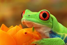 Flower frog