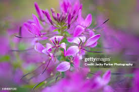 Image result for Cleome spinosa